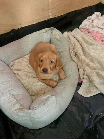 Pedigree red fox Labrador girl