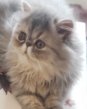 Stunning Blue/Cream Persian Girl