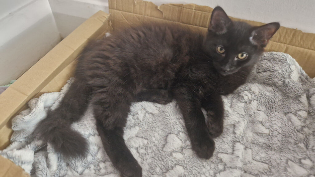 Kittens for rehoming