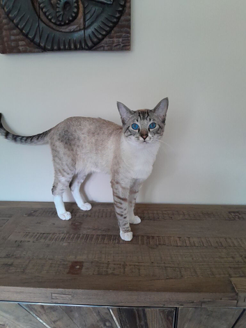 Siamese lynx Point