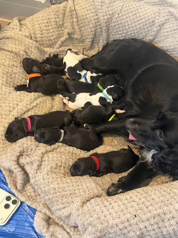 Cocker spaniel puppies