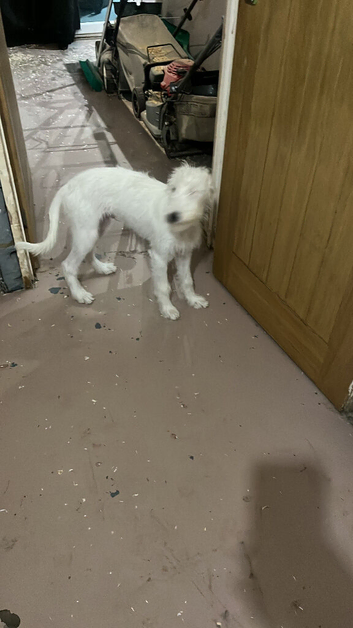 Bedlington Terrier cross whippet