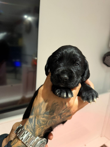 Cockerdor puppies