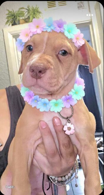 Beautiful sharpei x American bulldog puppies