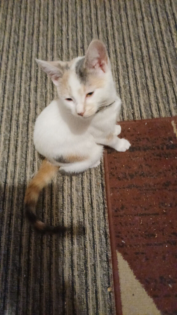 Two female kitten looking for a loving home