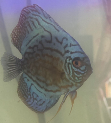 Blue Turk discus 3 for &pound;90