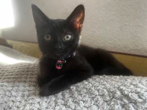 Kitten