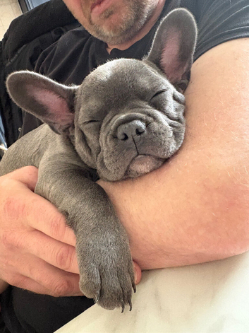 Grey frenchie