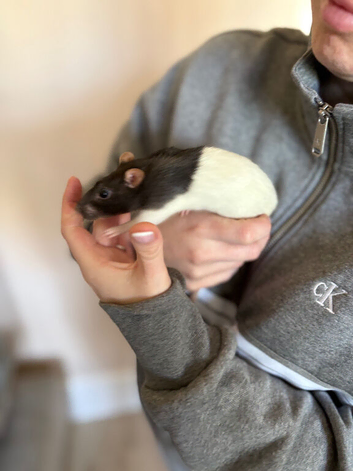 2 female rats to rehome including cage