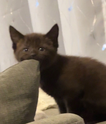 2 beautiful pure black maine coon x kittens