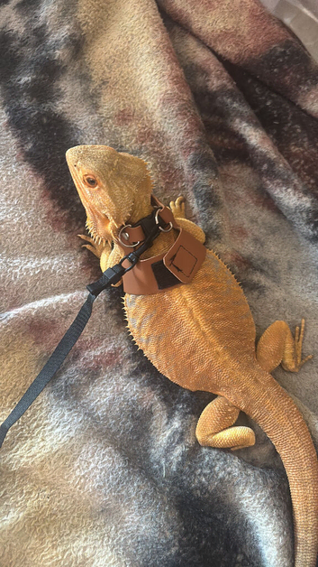 Morph beared dragon