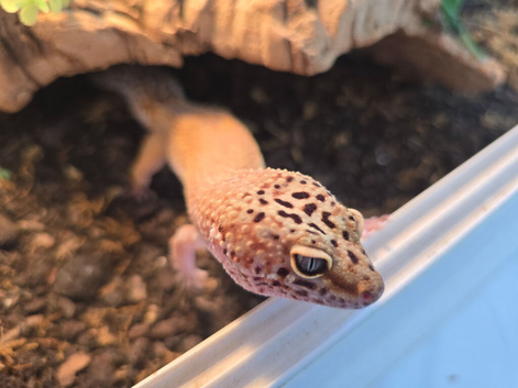 Leopard Gecko with 4ft Vivarium
