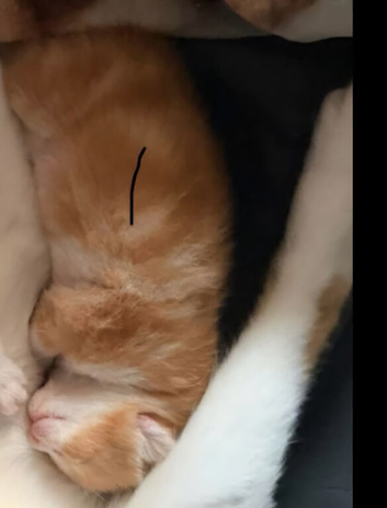 Ginger kittens