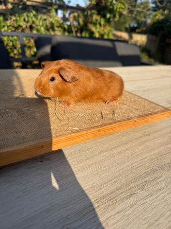 Pure bred California & satin baby boar guinea pigs
