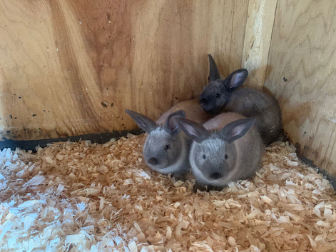 New Zealand &times; Thuringer Rabbits - Monmouthshire
