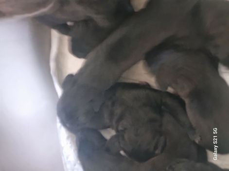 Cane corso puppies all black with white chest markings