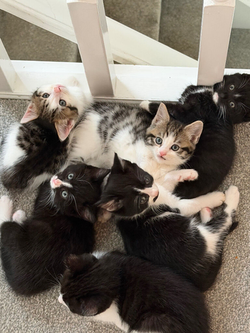 Cute friendly kittens