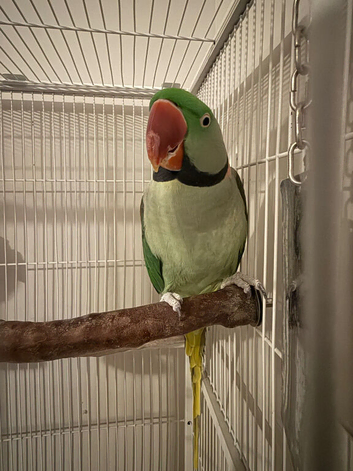2 male Alexandrian parakeets