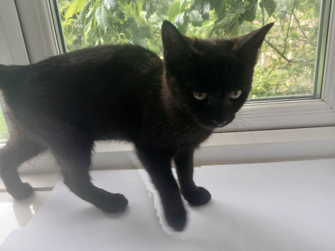 One Girl 10 Week Old Kitten.
