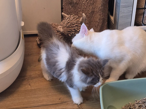 Mainecoon x british shorthair