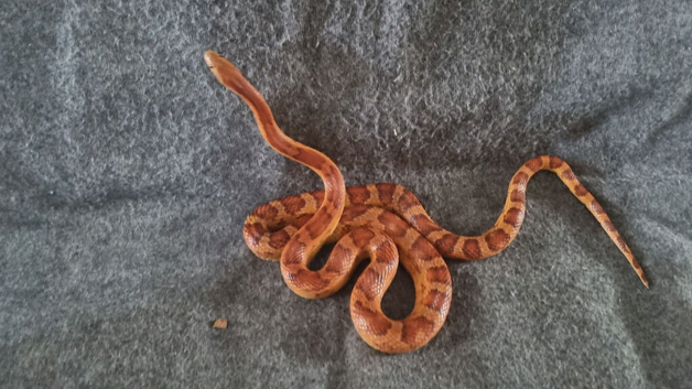 2 corn snakes