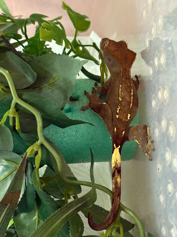Crested gecko