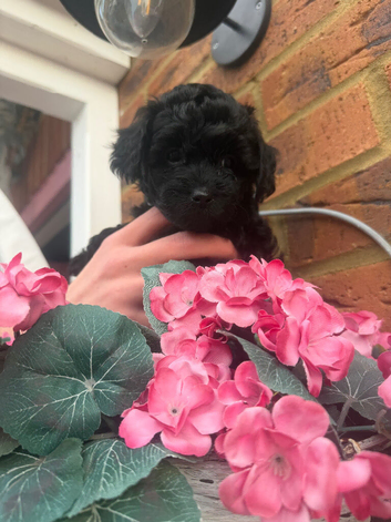 1 Beautiful puppy left