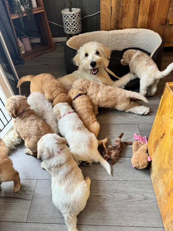 Beautiful golden doodle puppies 4 sale