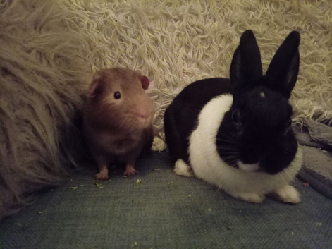 Lovely guinea pig