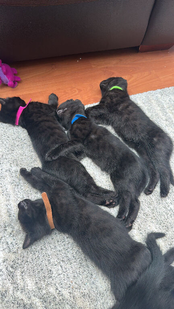 Bengal cross Kittens &ndash; Well Socialised & Healthy
