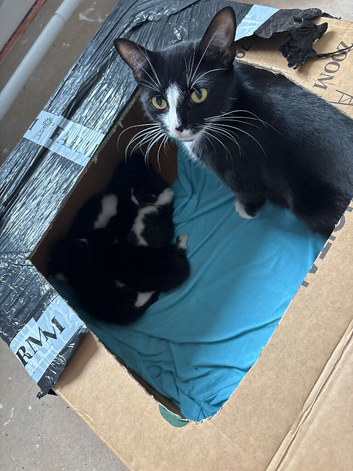 Beautiful Kittens &ndash;black and white kittens  4 Girls & 1 Boy &ndash; Ready from 16th September
