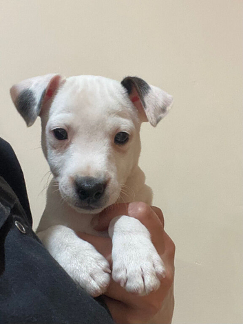 Traditional Jack Russell pups