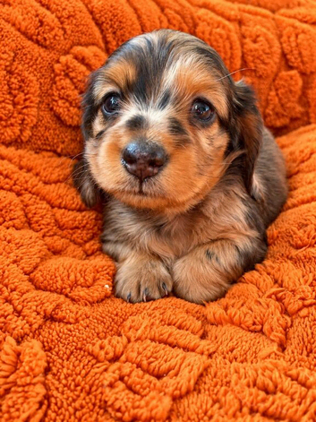 Longhaired MIniature Dachshund Puppies