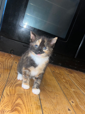 Beautiful kitten ready for new home
