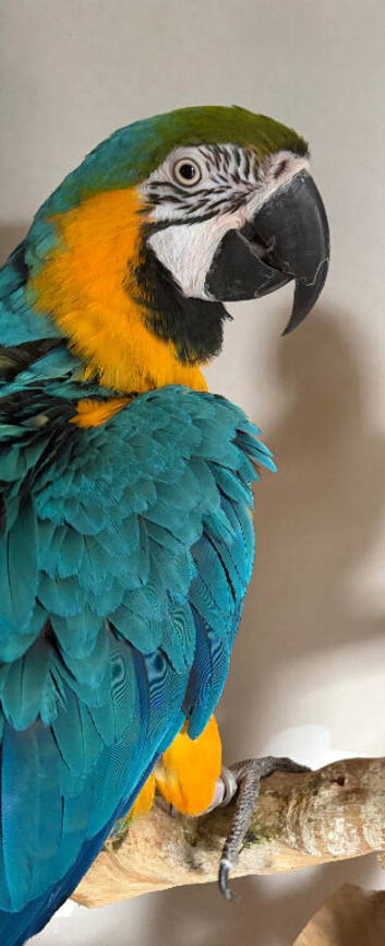 Beautiful young blue and gold Macaw