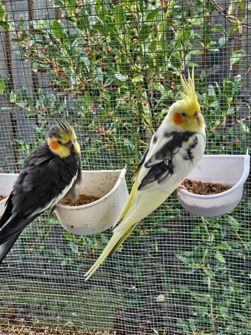 Cockatiel Pair Tame