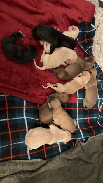 Saluki x whippet x greyhound puppies