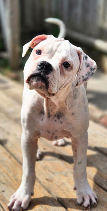 Dorset olde tyme bulldog