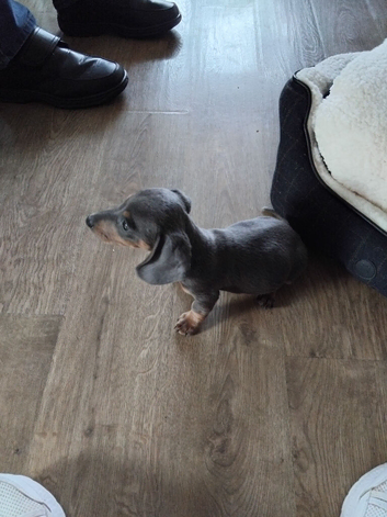Miniature  Dachshund puppy for sale