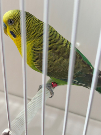 Opaline Blackwing cock ring number 005 RED RING 2024 bred