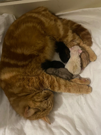 Ragdoll x kittens