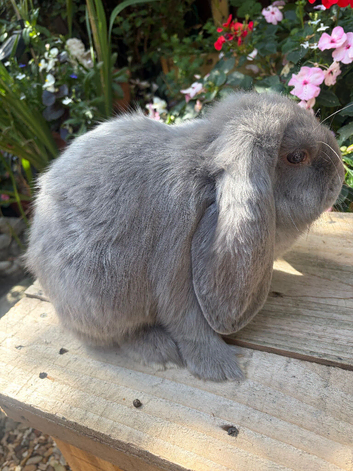 Mixed litter french lop kits