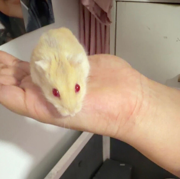 Russian Dwarf Hamster