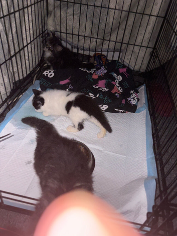 3 female kittens