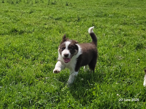 Stunning Red Collie Pups