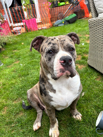 Blue blood Alapha bull dog