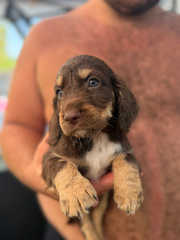 Cocker spaniel cross toy poodle puppy&rsquo;s for sale