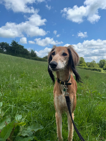 7 year old saluki