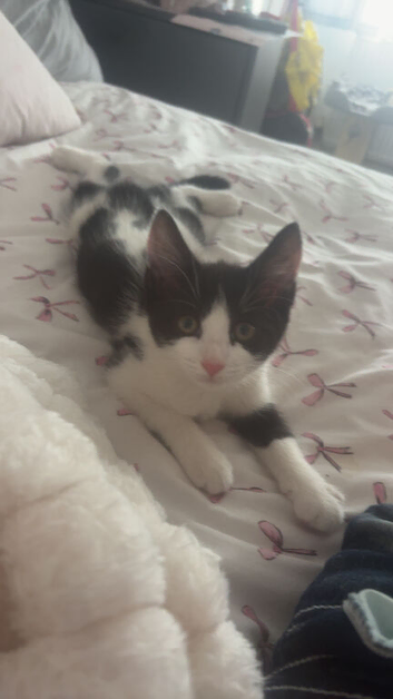 kitten needs to go asap