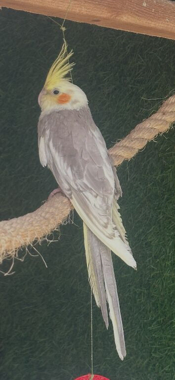 1x lutino cockatiel chicks